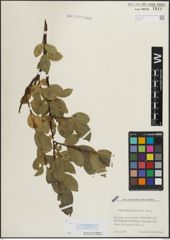 Foto von Salix mielichhoferi Saut.
